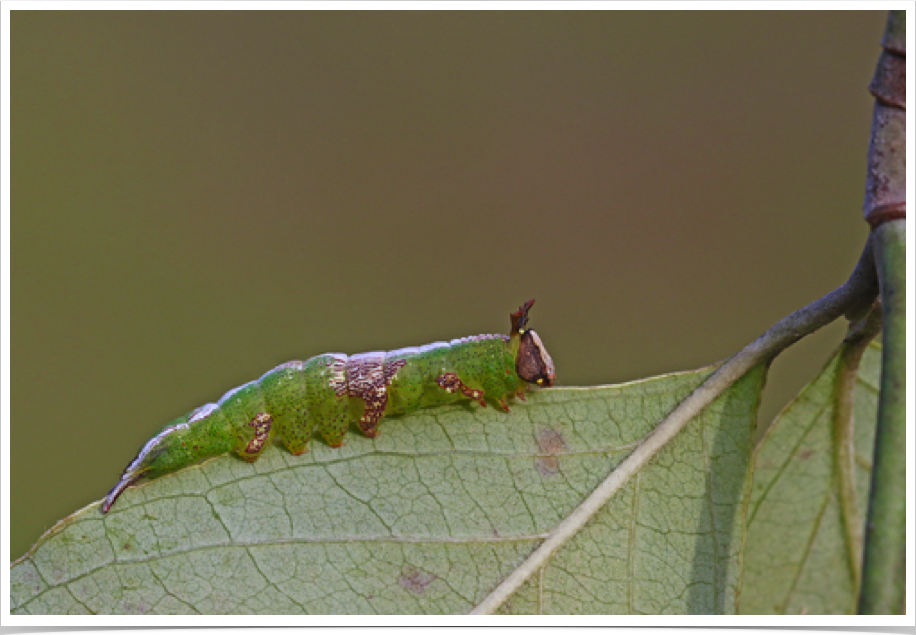 Heterocampa biundata
Wavy-lined Heterocampa (early instar)
Hale County, Alabama